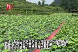 湖南日报版面头条丨“金弹子”成了“摇钱树” ——吉首市栗溪村“小盆景”做成富产业纪实图片