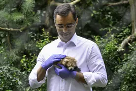 （外代二线）匈牙利的小熊猫幼崽图片