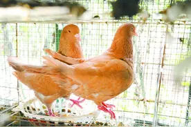 韩锋：身残志坚养鸽致富图片