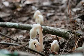 师宗县发现近危珍稀植物水晶兰图片