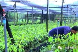 海南榴莲问世，网友喊话广西：快让我榴莲自由！业内人士：还在努力中图片