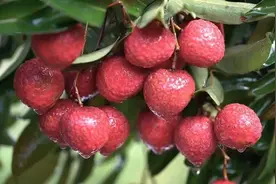 三地荔枝各显产销神通图片