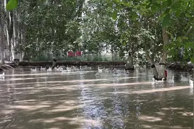 新疆库车：林下养鹅拓宽村民增收致富路图片