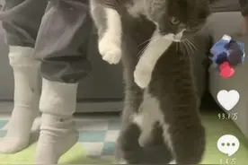 主人陪自家“三脚猫”拍照感动百万网友，曾专门为猫咪设计多版假肢图片