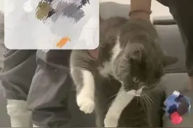 主人陪自家“三脚猫”拍照感动百万网友，曾专门为猫咪设计多版假肢图片