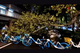 果然视频|济南突发强对流天气，疾风骤雨吹倒大树图片