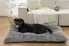 【青视点】你知道吗？亚洲最大"豆腐猫砂"生产企业就在青岛图片