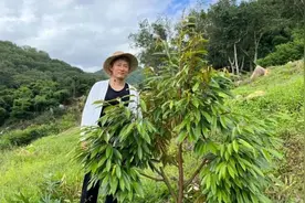 国产榴莲上市！浙江小伙尝到第一口：明年给浙江人尝鲜图片