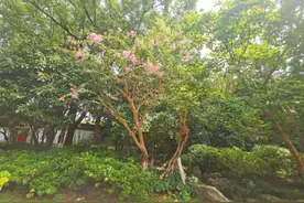 青浦这里藏着一颗700“岁”的紫薇树，花开演绎夏日浪漫图片