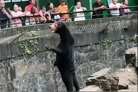 动物园黑熊“人里人气”火上热搜，“那马户不知道他是一头驴”？图片