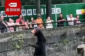 “人里人气”！动物园的黑熊是人扮的？官方回应图片