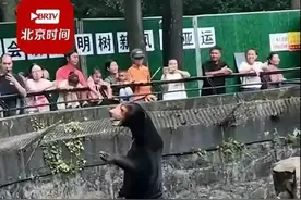 杭州动物园黑熊被疑是人扮的，站笔直挥爪和游客互动，园方回应图片