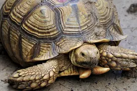 国家二级野生保护动物苏卡达陆龟在上海获救助，派出所用8424西瓜款待图片