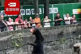 杭州动物园黑熊被疑是人扮的，站笔直挥爪和游客互动，园方回应图片