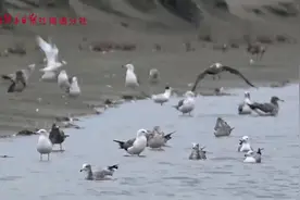 “神话之鸟”全球仅200余只，11只现身南通图片