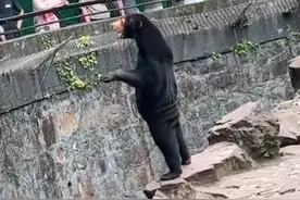 动物园里的熊被指“人里人气”的！回应来了图片