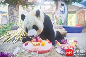 海南周刊｜动物中的“近视眼”图片