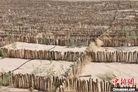 甘肃民勤“沙漠魔方”方格治沙升级：让沙漠变绿洲图片