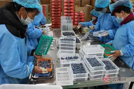 怒江兰坪：“蓝”不住喜悦，“莓”好正当时图片