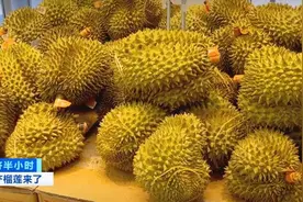 三年投入四亿元！国产榴莲“横空出世”！成活率已高达99%，秘诀是→图片