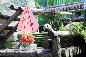 莫斯科动物园为“如意”和“丁丁”庆生图片