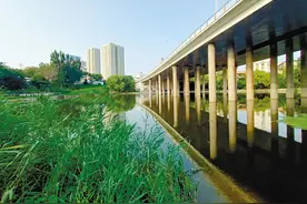 “老虎眼”去哪里了？图片