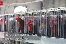 果然有种 | 千年儋州鸡“起飞”①：跻身“国家队”，小种鸡养出林下大产业图片