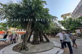 玉林有株“明星树”，“独木成林” ，气根成“n”形奇景图片