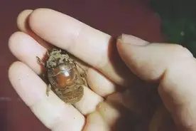 临淄孙某外出抓“知了猴”，被训诫！图片