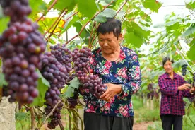 河南社旗：葡萄丰收香满园图片