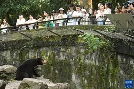 探访杭州动物园“人气”马来熊图片