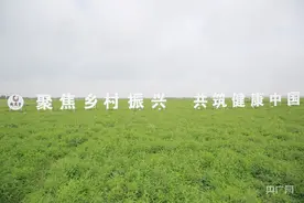 将列入“药食同源”目录，固阳黄芪产业驶入新“蓝海”图片