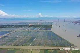 广州“鱼专家”八年育良种，“穗丰鲫”入选国家级水产新品种图片