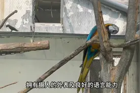 果然视频丨动物视界69——今天来认识一下，聪明的琉璃金刚鹦鹉图片