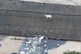 强降雨致哈尔滨部分地区水淹房顶，勇猛猪下水游泳自救，羊和狗被群众救上岸