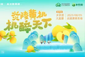 乡农荟大直播｜ 炎陵高山精品黄桃8月5日沁甜上线图片