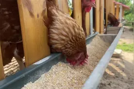 真新鲜！张亮村的鸡能下五彩蛋！图片