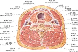 今日菜单：鸭脖图片