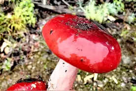 山间“贵族”——野生红菇图片