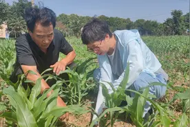 用脚步丈量每一寸耕地 她是扎根农业18年的“田保姆”图片