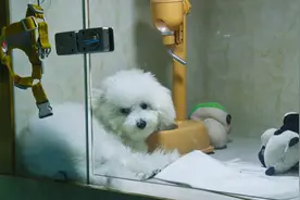 漫读周末｜宠物医疗：专业行业的AB面图片