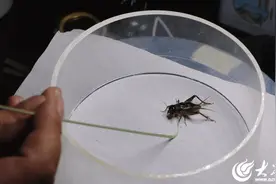 小蟋蟀带动大振兴 济宁兖州区漕河镇擦亮“江北斗蟋名镇”金字招牌图片