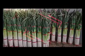 拾光|章丘80后返乡新农人，种出四季大葱图片