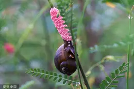 宵夜田螺被换成福寿螺！食客恐会感染寄生虫病图片