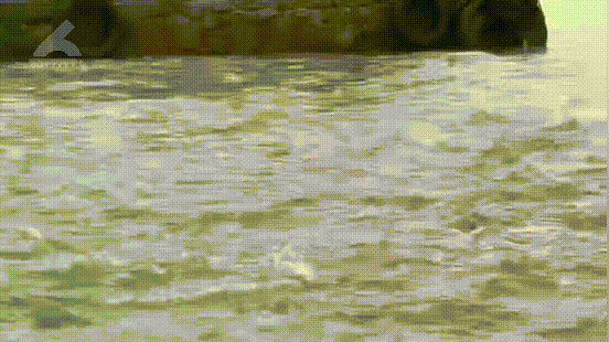 滇池大面积鱼群“跳龙门”，初步判断图片