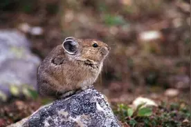 户外旅行应当与野生动物保持怎样的距离图片