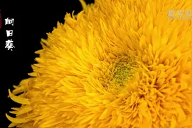 延时摄影二十四节气赏花开：向日葵向阳绽放图片