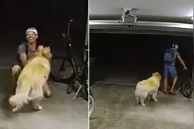 国外小偷行窃过程中和主人家金毛互动玩耍图片