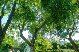 马上收藏，福田这些公园可“一键预约”停车位！图片