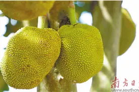 玲珑甜蜜果 俘获食客心图片